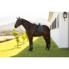 LeMieux SS26 Loire Classic Dressage Saddle Pad