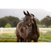 LeMieux SS26 Control Rope Halter