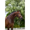Equestrian Stockholm Line Black Halter