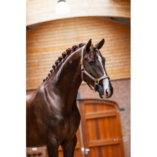 Equestrian Stockholm Line Champagne Halter