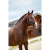 Equestrian Stockholm Line Midnight Blue Halter