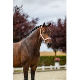 Equestrian Stockholm Line розовый недоуздок