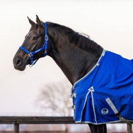 MASTER недоуздок Cobalt синий