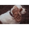 Equestrian Stockholm Bordeaux dog collar