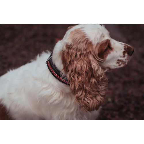 Equestrian Stockholm Bordeaux dog collar