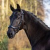 PresTeq Bridle FaySport Black Pearl