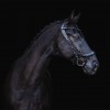 PresTeq Bridle FaySport Black Pearl