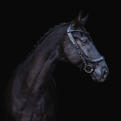 PresTeq Bridle FaySport Black Pearl