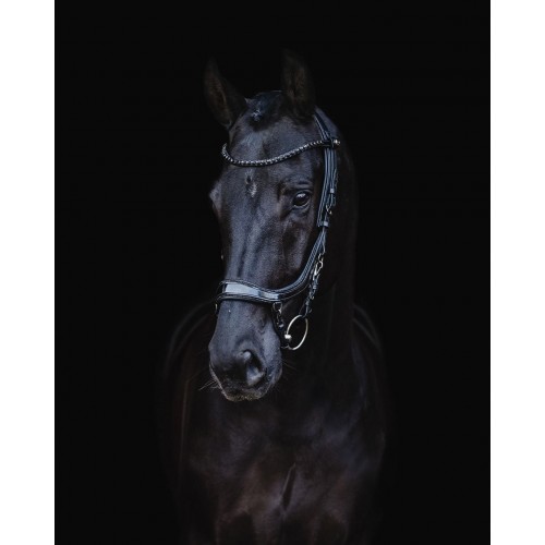 PresTeq Bridle FaySport Black Pearl