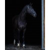 PresTeq Bridle FaySport Black Pearl