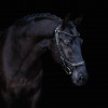 PresTeq Bridle FaySport Black Pearl