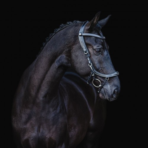 PresTeq FaySport Classic Bridle