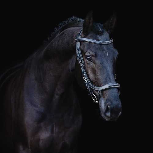 PresTeq FaySport Classic Bridle
