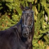 PresTeq FaySport Classic Bridle