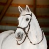 Horseware Micklem Bitless Bridle