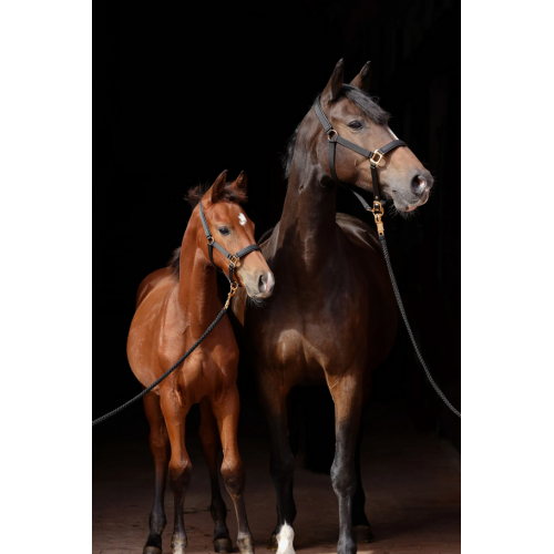 Covalliero TopLine Halter