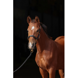 Covalliero TopLine недоуздок