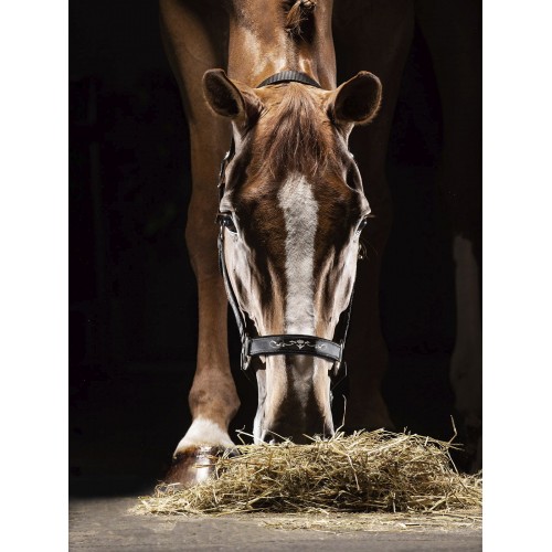 Equiline Timmy Halter