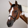 Dyon Hunter Bridle with French Noseband US Collection