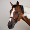 Dyon Hunter Bridle with French Noseband US Collection